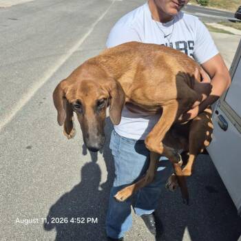 MARIO -  Rhodesian Ridgeback Dog for Adoption in San Antonio, Texas - MARIO | PetCurious