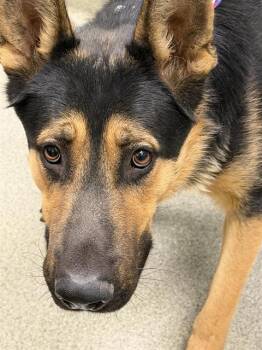 LAWRENCE -  German Shepherd Dog Dog for Adoption in Las Vegas, Nevada - LAWRENCE | PetCurious