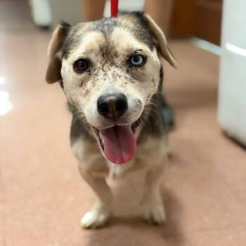 Weaver -  Siberian Husky and Dachshund Dog for Adoption in Fort Smith, Arkansas - Weaver | PetCurious