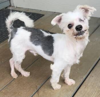 Earl the one-eyed wonder -  Yorkshire Terrier and Chihuahua Dog Available for Adoption in Lawrenceville, Georgia - Earl The One-eyed Wonder | PetCurious