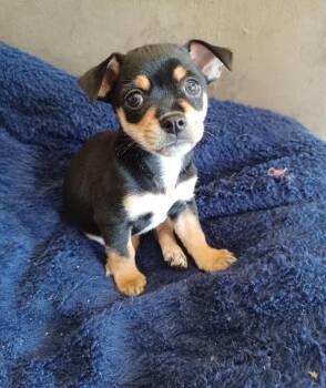 26Mia -  Chihuahua Dog for Adoption in Shingle Springs, California - 26Mia | PetCurious