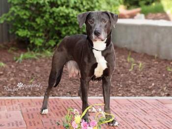 Labrador Retriever Dogs Available for Adoption in Omaha, Nebraska - WILLOW | PetCurious