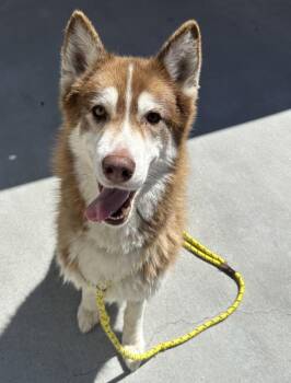 Siberian Husky Dogs Available for Adoption - Adonis | PetCurious