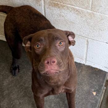 Paprika -  Pit Bull Terrier Dog for Adoption in Jacksonville, Arkansas - Paprika | PetCurious
