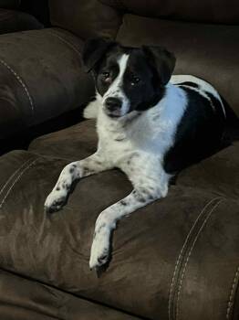 Rescue Mixed Breed Dogs for Adoption in Toledo, Ohio - Jersey | PetCurious