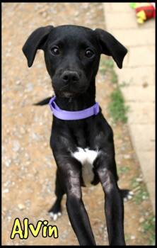 Alvin -  Hound Dog for Adoption in Shippenville, Pennsylvania - Alvin | PetCurious