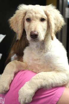 Rex -  Golden Retriever and Mixed Breed Dog for Adoption in Bowling Green, Kentucky - Rex | PetCurious