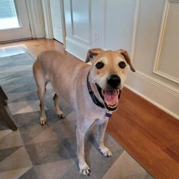 Nugget -  Retriever Dog for Adoption in New Orleans, Louisiana - Nugget | PetCurious