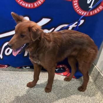 IVHS-A-140437 -  German Shepherd Dog and Chow Chow Dog for Adoption in San Gabriel, California - IVHS-A-140437 | PetCurious