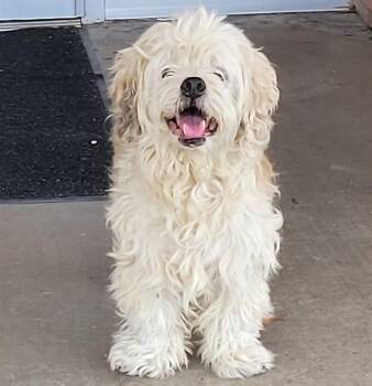 MOPPY -  Shih Tzu and Mixed Breed Dog for Adoption in Rowlett, Texas - MOPPY | PetCurious