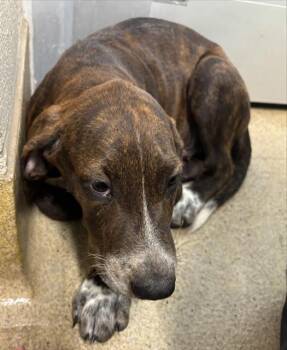 TRUFFLE -  Treeing Walker Coonhound and Mixed Breed Dog for Adoption in Grand Prairie, Texas - TRUFFLE | PetCurious