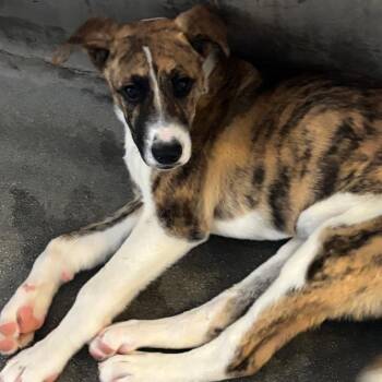 Pit Bull Terrier and Shepherd Dogs Available for Adoption in Los Angeles, California - Bryan A5763374 | PetCurious