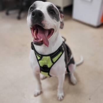 Rescue Pit Bull Terrier Dogs for Adoption in Lake Panasoffkee, Florida - Angus | PetCurious
