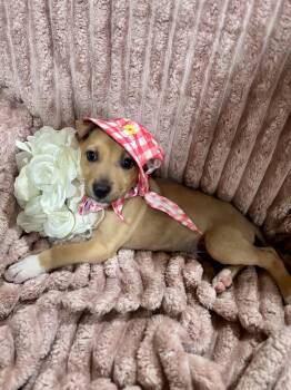 Jack Russell Terrier and Chihuahua Dogs Available for Adoption in Corona, California - Piper | PetCurious