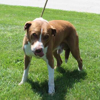 Captain (12180) -  Hound and Pit Bull Terrier Dog for Adoption in Heath, Ohio - Captain (12180) | PetCurious