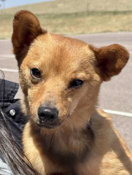 Chihuahua Dogs Available for Adoption in Littleton, Colorado - Tom | PetCurious