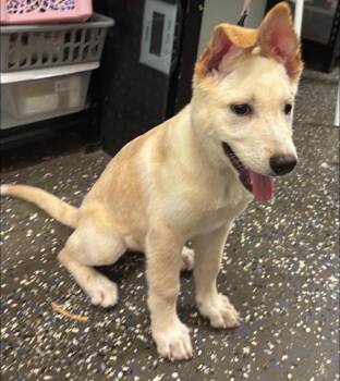 Winter -  White German Shepherd Dog for Adoption in Greeneville, Tennessee - Winter | PetCurious