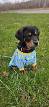 Rottweiler and Mixed Breed Dogs Available for Adoption in Virginia, Minnesota - Inez | PetCurious