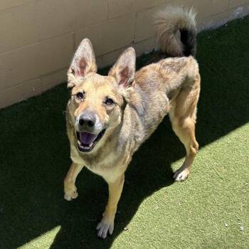 Apollo - Butler Campus -  Shepherd Dog for Adoption in Flagstaff, Arizona - Apollo - Butler Campus | PetCurious