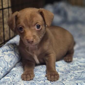 Chihuahua and Chug Dogs Available for Adoption in Los Angeles, California - Pink Ladys Slipper | PetCurious