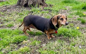 Dachshund Dogs Available for Adoption - Sophie | PetCurious