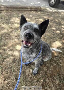Wichita -  Australian Cattle Dog Blue Heeler Dog for Adoption in Fort Worth, Texas - Wichita | PetCurious