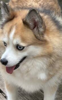 Rescue Pomeranian and Husky Dogs for Adoption in Omaha, Nebraska - Pomsky--Gigi | PetCurious