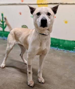 Husky Dogs Available for Adoption - 4295 Harley | PetCurious