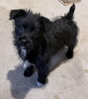 Mixed Breed Dogs Available for Adoption - HAZEL | PetCurious