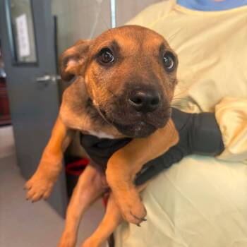 Mixed Breed Dogs Available for Adoption in Huntington, West Virginia - Park | PetCurious