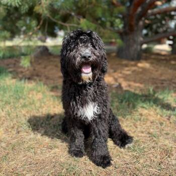 Boots--In Foster -  Poodle and Mixed Breed Dog for Adoption in Fargo, North Dakota - Boots--In Foster | PetCurious