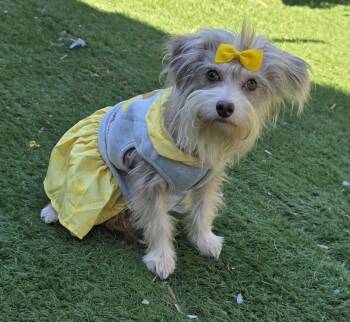 Zoe -  Maltipoo Dog for Adoption in Fallbrook, California - Zoe | PetCurious