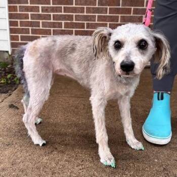 Annie -  Miniature Schnauzer Dog for Adoption in Waterloo, Iowa - Annie | PetCurious