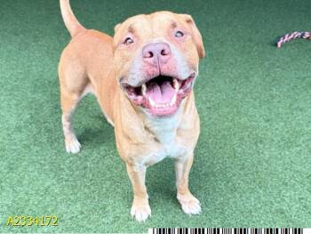 WILLIE -  Mixed Breed Dog for Adoption in West Palm Beach, Florida - WILLIE | PetCurious