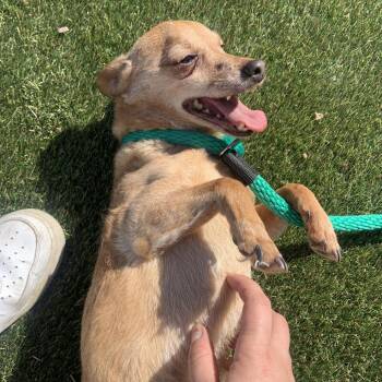 Drogo -  Chihuahua and Mixed Breed Dog for Adoption in West Chester, Pennsylvania - Drogo | PetCurious