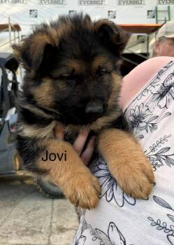 Jovi (Millie pup) -  German Shepherd Dog Dog for Adoption in Mt. Juliet, Tennessee - Jovi (Millie Pup) | PetCurious
