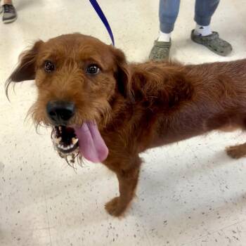 Brison -  Labrador Retriever and Mixed Breed Dog for Adoption in Tacoma, Washington - Brison | PetCurious