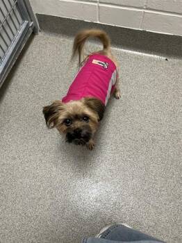 Havanese and Mixed Breed Dogs Available for Adoption - COCO | PetCurious