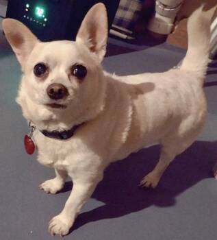 Chihuahua Dogs Available for Adoption - The Juan & Only! | PetCurious