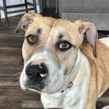Rescue Mixed Breed Dogs for Adoption in Olathe, Kansas - Olive | PetCurious