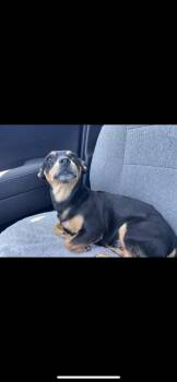 Jewel -  Miniature Dachshund and Miniature Pinscher Dog for Adoption in New Haven, Connecticut - Jewel | PetCurious