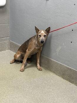 Rescue Australian Cattle Dog Blue Heeler and Mixed Breed Dogs for Adoption in Las Vegas, Nevada - MAROON | PetCurious