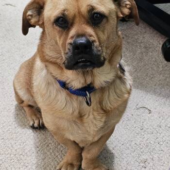 Bagel Bites "BB" -  Pug and Dachshund Dog for Adoption in Columbus, Ohio - Bagel Bites "BB" | PetCurious
