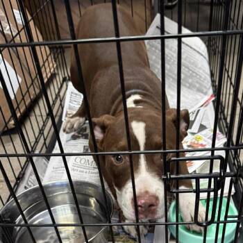 Mixed Breed Dogs Available for Adoption - Kentrell | PetCurious