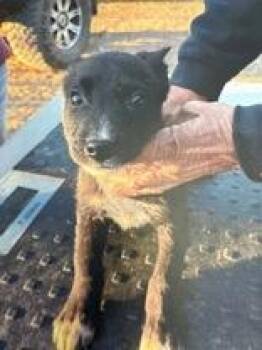 Rescue Australian Cattle Dog Blue Heeler Dogs for Adoption in Madras, Oregon - Wesley | PetCurious