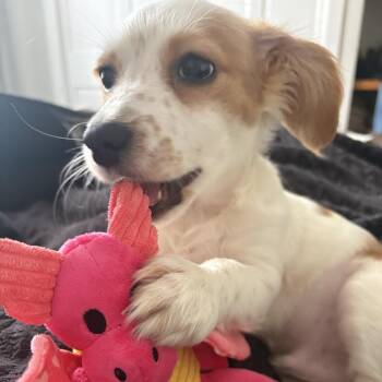 Mixed Breed Dogs Available for Adoption - Rabbit Foot | PetCurious