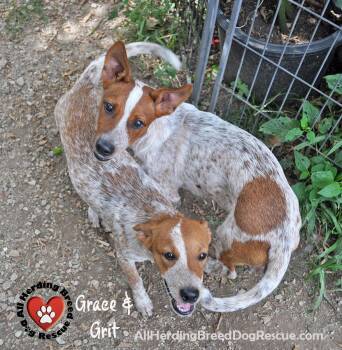 Grace -  Cattle Dog Dog for Adoption in Joliet, Illinois - Grace | PetCurious