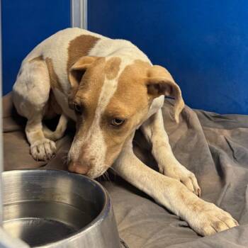 Bluey -  Mixed Breed Dog for Adoption in Las Cruces, New Mexico - Bluey | PetCurious