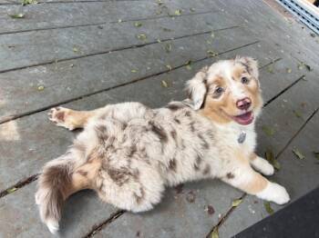 ARPH 14705 - Banner -  Australian Shepherd Dog for Adoption in North Richland Hills, Texas - ARPH 14705 - Banner | PetCurious