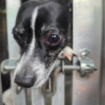 Mixed Breed Dogs Available for Adoption in Columbus, Georgia - 05/23/2026-Stray-SeventeenthStreet | PetCurious